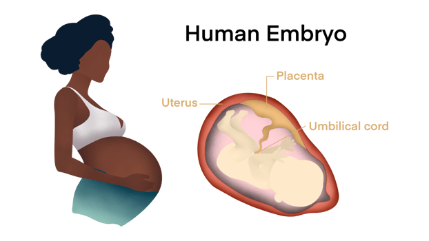 Pregnant woman, fetus inside the womb, Pregnant woman's belly inside, Motherhood. Unborn human embryo baby in uterine wall, Positions child in womb, Beautiful pregnant woman educational biology png