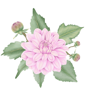 Hand-Drawn Pink Dahlia Blooms - Summer Flower Illustration png
