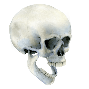 Illustration of a human skull with its jaw dropped, screaming. Watercolor Halloween decor, vintage mystical decor. Vintage cranium in profile. Anatomical detailed drawing bone. png