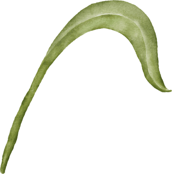 Watercolor with bluebell leaf png