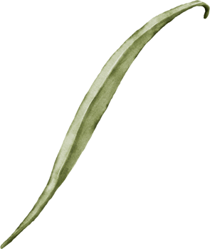 Watercolor with bluebell leaf png