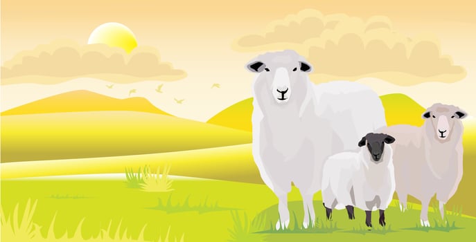 vector illustration flock white wool sheeps lambs standing on the yellow dry grass hill field village in the evening sunset sky