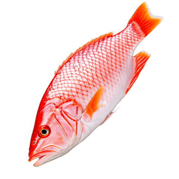 AI Generated Raw red snapper fillet pinkish red skin firm texture shot from a low angle png