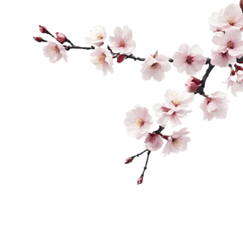 a picture of a cherry blossom with a pink flower on transparent background png