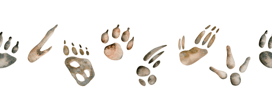 Emu and kangaroo footprints. Dingo and possum paws. Koala and wombat endemic species prints. Australian native animals seamless border watercolor illustration. Hand drawn wildlife endless decoration png