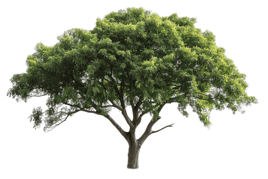 AI generated Lush Green Tree png
