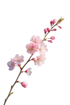 A delicate cherry blossom branch against a clear blue sky, capturing the fleeting beauty of spring isolated on transparent background png