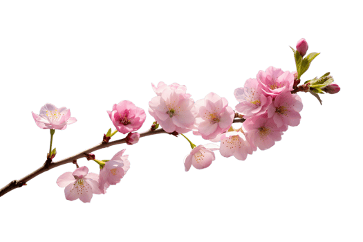 A delicate cherry blossom branch against a clear blue sky, capturing the fleeting beauty of spring isolated on transparent background png