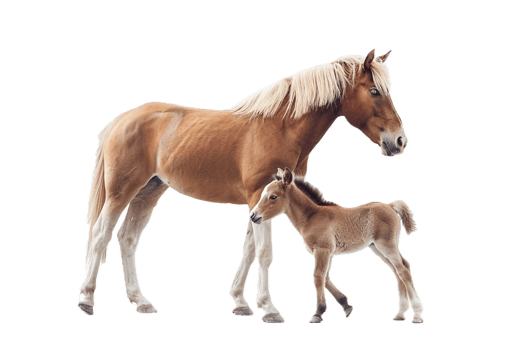 AI generated Adult Horse and Foal png