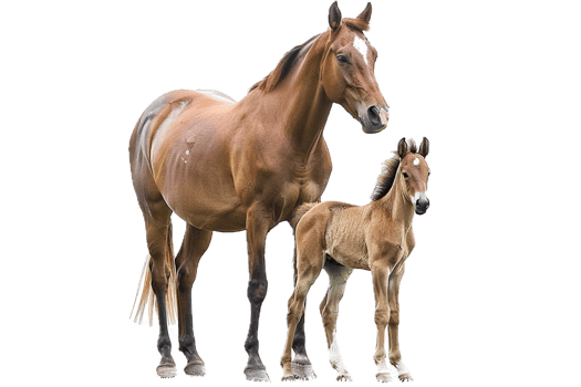 AI generated Adult Horse and Foal png