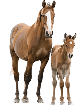 AI generated Adult Horse and Foal png