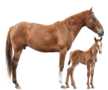 AI generated Adult Horse and Foal png