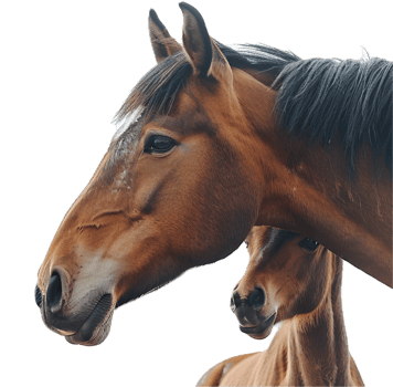 AI generated Adult Horse and Foal png