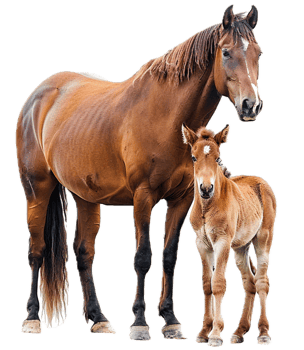 AI generated Adult Horse and Foal png