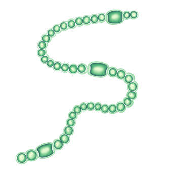 Nostoc structure illustration by hand drawn png