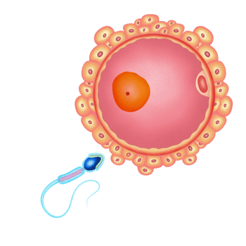 Fertilization illustration by hand drawn png