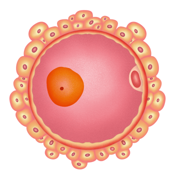 Human egg cell structure illustration by hand drawn png