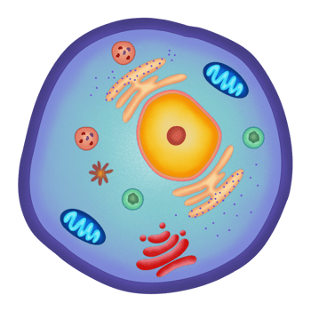 Animal cell structure illustration by hand drawn png
