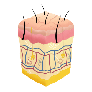 Skin structure illustration by hand drawn png