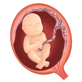 Fetus illustration by hand drawn png