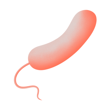 Vibrio, the cause of cholera, illustration by hand drawn png