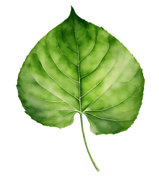 Watercolor and painting green leaf element illustration png