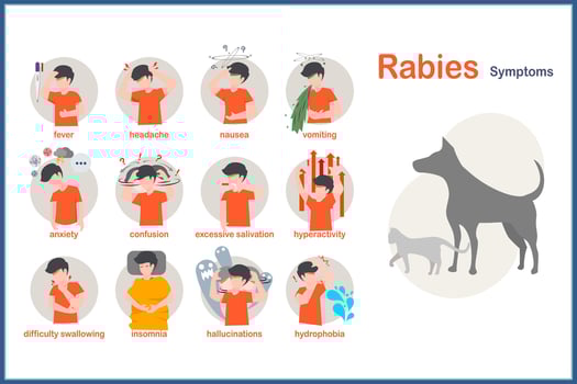 Medical illustration in flat style.Symptoms of rabies include fever,headache,nausea and vomiting.anxiety and confusion hyperactivity,insomnia and hydrophobia.excessive salivation,hallucinations vector