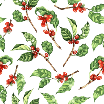 Watercolor illustration coffee tree, branch, leaves, beans. Seamless repeating pattern nature simple print, sketch of tropical flowers isolated. Drawn by hand. png