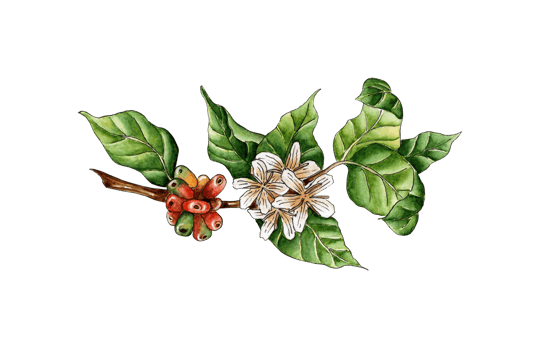 Watercolor painting coffee branch. Green, red berries and flowers on a tree twig. Coffee plantation. Tropical agriculture. Local organic coffee farm. Isolated png