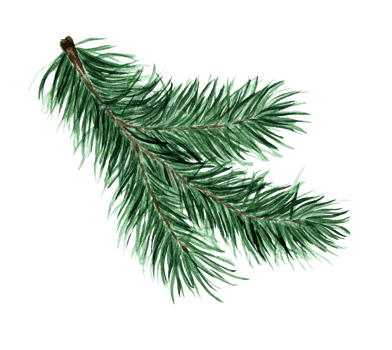 Green fluffy branch of spruce, pine, fir. Pine, fir branch for Christmas, New Year illustration. Watercolor. Drawn by hand. png