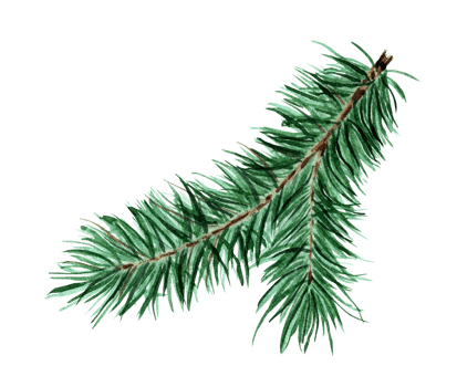 Green, fluffy coniferous branch. Christmas, New Year Watercolor illustration of fir, pine, fir. Isolated. Drawn by hand. png