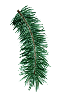 Christmas tree of coniferous branches. Spruce, pine, fir decor for the New Year, Christmas. Watercolor illustration of a coniferous plant. Isolated. Hand-drawn. png