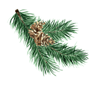 Christmas tree of coniferous branches and cones. Watercolor illustration Spruce branch with a cone. Pine branch. Isolated. Drawn by hand. png