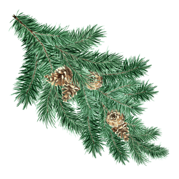 Green fluffy spruce, pine branch with cones. Watercolor illustration of Christmas and New Year decor. Pine, spruce, fir isolated. Drawn by hand. png