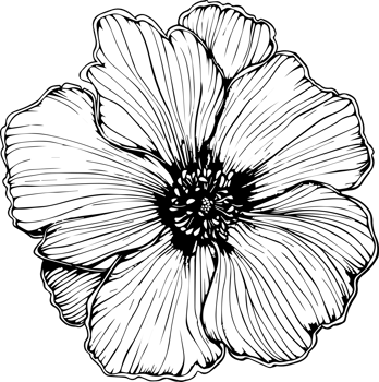 Flower drawing for holiday decoration. png