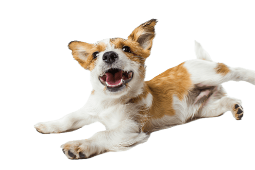 AI generated Happy Jack Russell Terrier Puppy Lying Down png