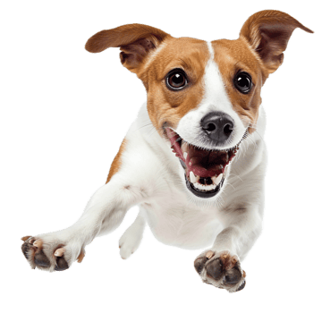 AI generated Energetic Speckled Dog Leaping in the Air png