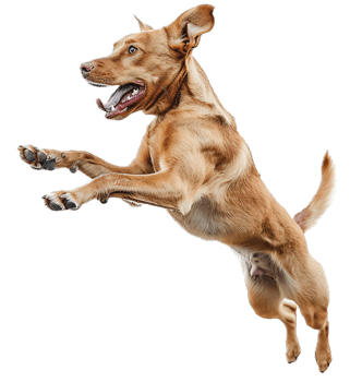 AI generated Energetic Speckled Dog Leaping in the Air png