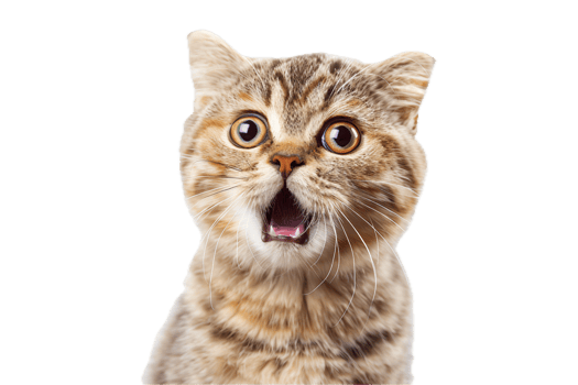 AI generated Surprised Cat with Open Mouth png
