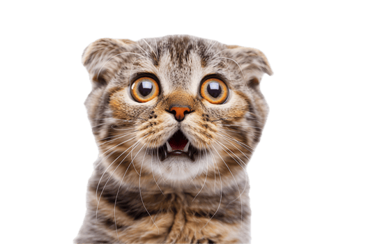 AI generated Surprised Cat with Open Mouth png