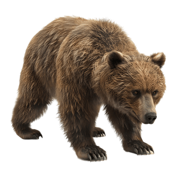 Bear Standing on Transparent background - png