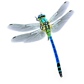 AI Generated Emperor dragonfly Anax imperator vibrant blue body with green thorax large clear wings with black png