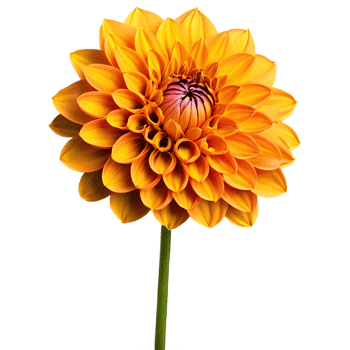 Close-up of a stunning orange yellow dahlia flower with detailed petals and stem isolated transparent background png