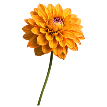 Close-up of a stunning orange yellow dahlia flower with detailed petals and stem isolated transparent background png