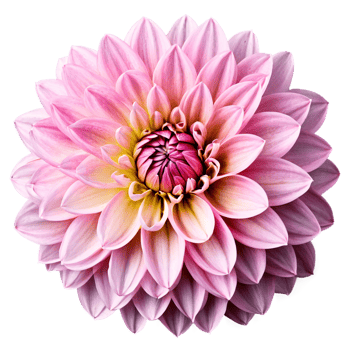 Close-up of a stunning light pink pastel dahlia flower with detailed petals isolated transparent background png