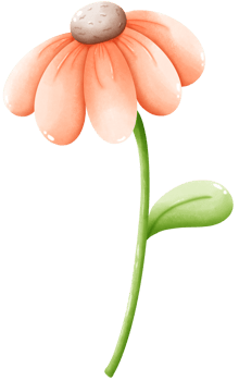 Orange daisies blooming png