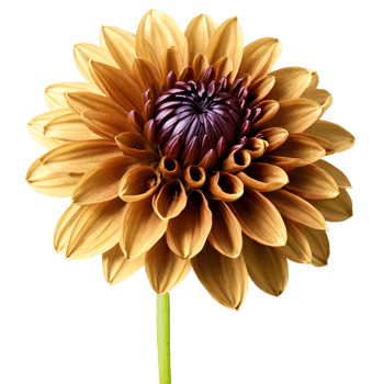 Close-up of a stunning golden brown dahlia flower with detailed petals and stem isolated transparent background png