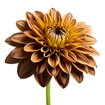 Close-up of a stunning golden brown dahlia flower with detailed petals and stem isolated transparent background png