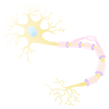 The neurons is a part of every human body. An hand drawn illustration of anatomy. png