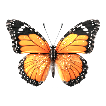 Beautiful Glitter Butterfly png